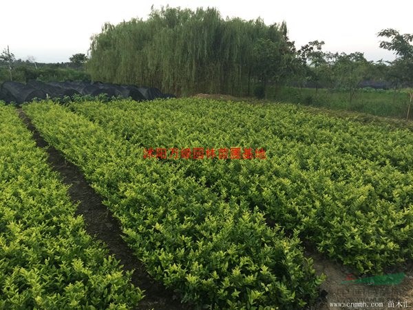 万绿金森女贞价格_金森女贞产地_金森女贞绿化苗木苗圃基地