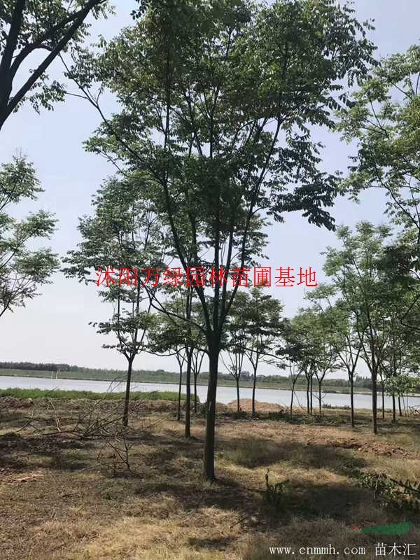 万绿北京栾树价格_北京栾树产地_北京栾树绿化苗木苗圃基地