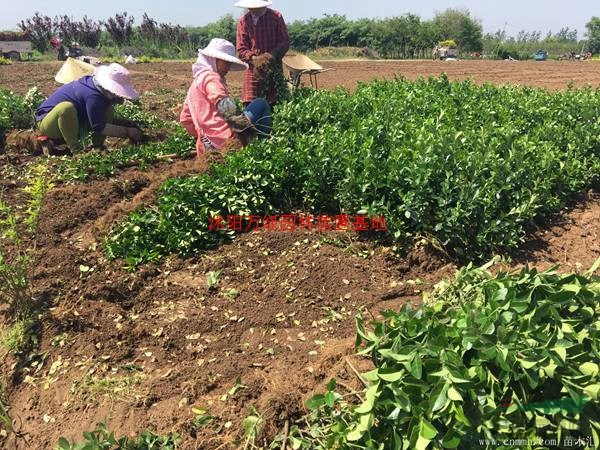 胶州卫矛价格_胶州卫矛产地_胶州卫矛绿化苗木苗圃基地