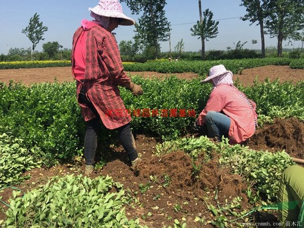 万绿园林胶东卫矛价格_胶东卫矛产地_胶东卫矛绿化苗木苗圃基地