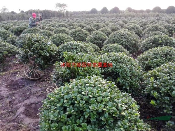 万无刺枸骨球价格_无刺枸骨球产地_无刺枸骨球绿化苗木苗圃基地