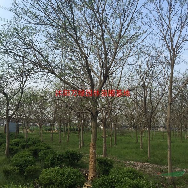 萬無患子價格_無患子圖片_無患子產地_無患子綠化苗木苗圃基地