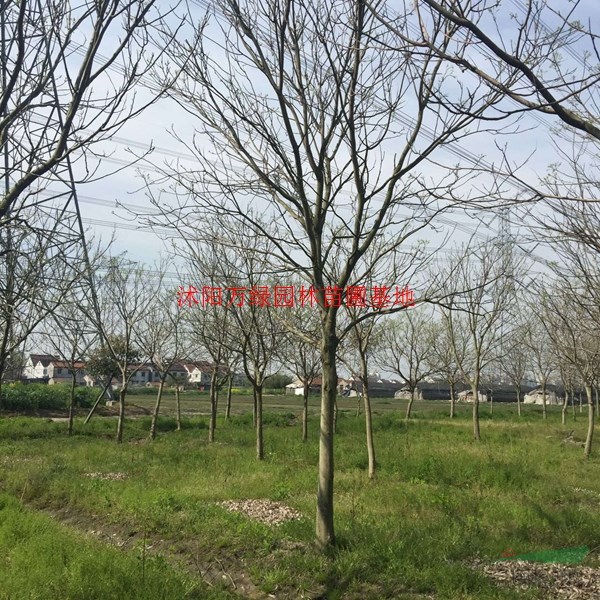 萬無患子價格_無患子圖片_無患子產地_無患子綠化苗木苗圃基地