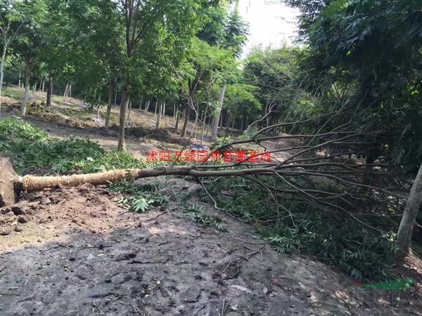 萬無患子價格_無患子圖片_無患子產地_無患子綠化苗木苗圃基地