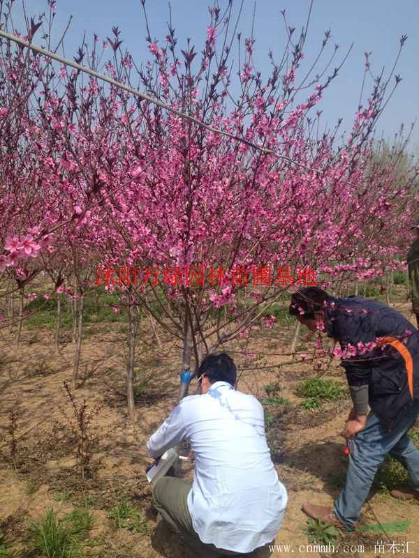 万红叶桃价格_红叶桃图片_红叶桃产地_红叶桃绿化苗木苗圃基地