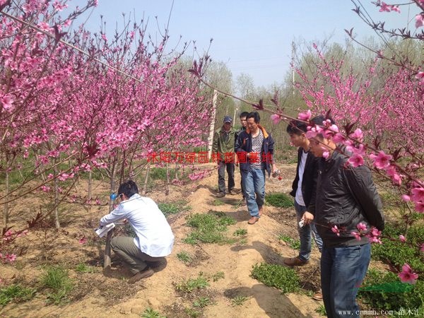 万绿园林红叶碧桃价格_红叶碧桃产地_红叶碧桃绿化苗木苗圃基地