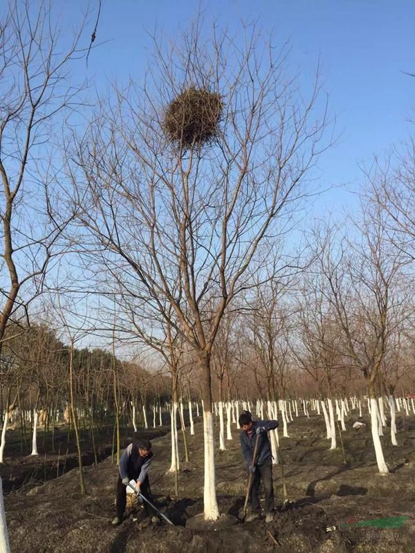 万绿园林乌桕价格_乌桕图片_乌桕产地_乌桕绿化苗木苗圃基地