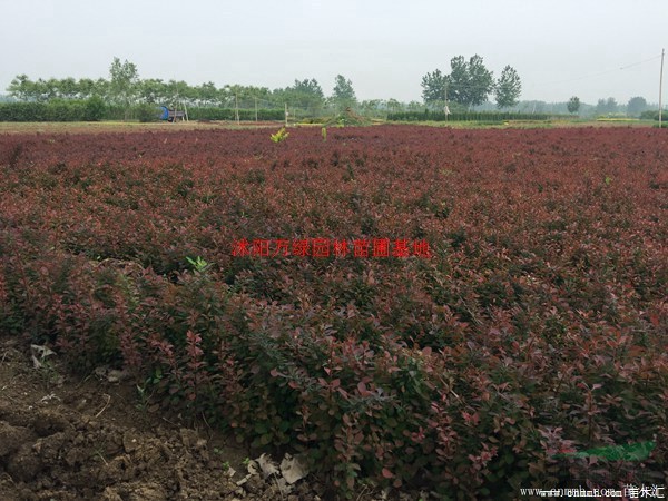 万绿园林紫叶小波价格_紫叶小波产地_紫叶小波绿化苗木苗圃基地