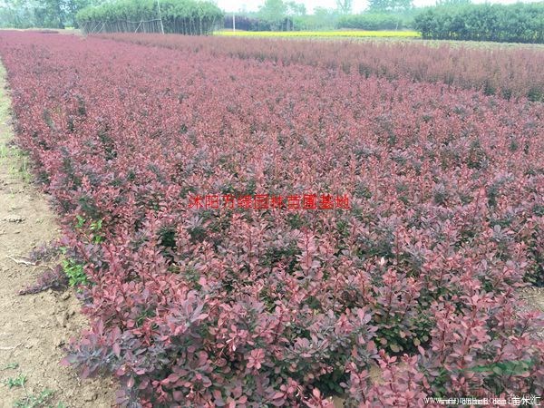 万绿园林紫叶小檗价格_紫叶小檗产地_紫叶小檗绿化苗木苗圃基地