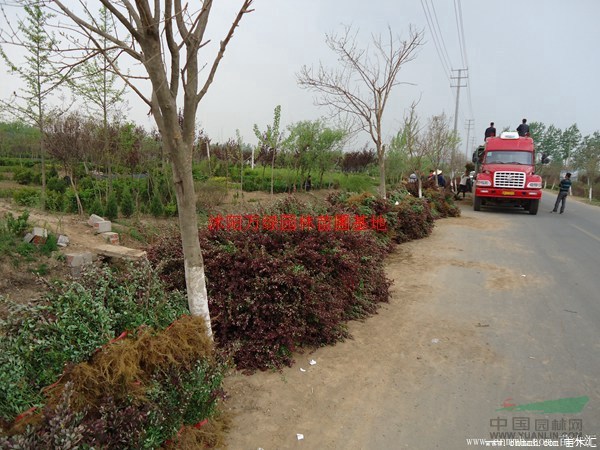 万绿园林红叶小檗价格_红叶小檗产地_红叶小檗绿化苗木苗圃基地