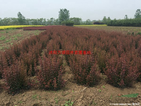 万绿园林红叶小波价格_红叶小波产地_红叶小波绿化苗木苗圃基地