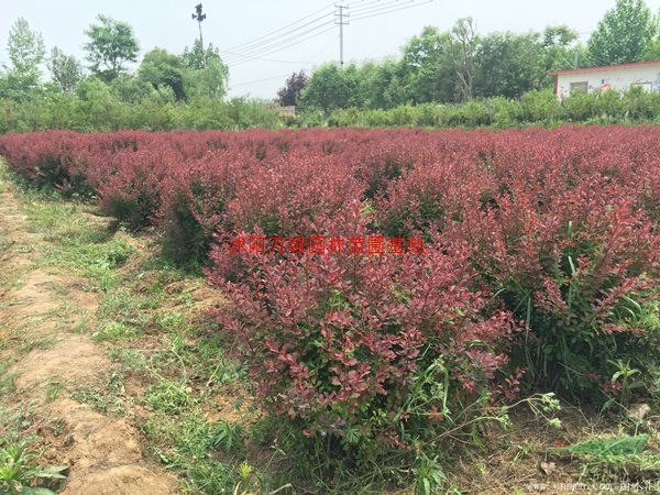 万紫叶小波球价格_紫叶小波球产地_紫叶小波球绿化苗木苗圃基地