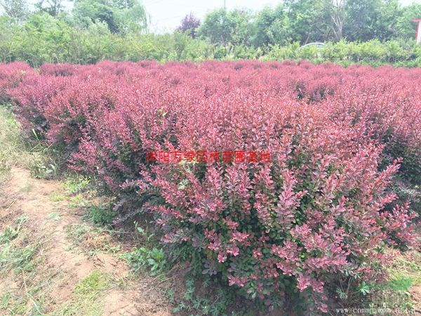 万紫叶小檗球价格_紫叶小檗球产地_紫叶小檗球绿化苗木苗圃基地