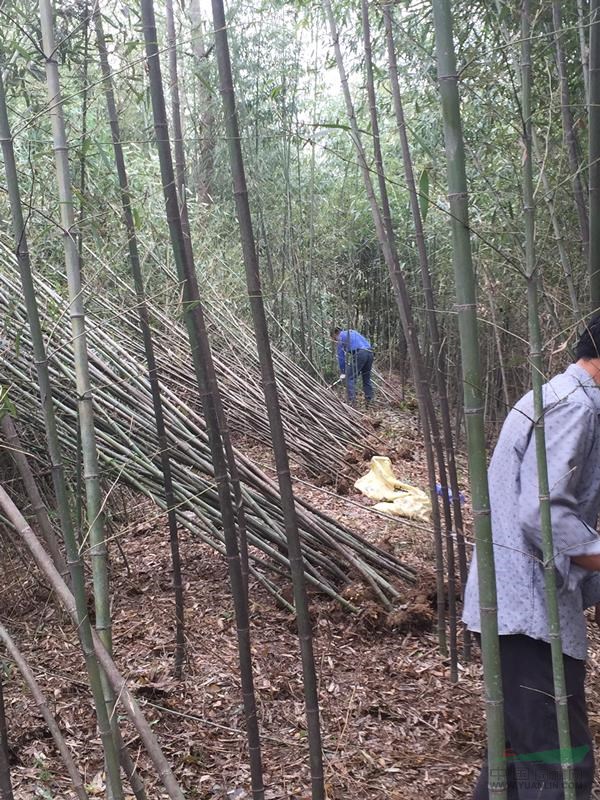 万绿园林雷竹价格_雷竹图片_雷竹产地_雷竹基地