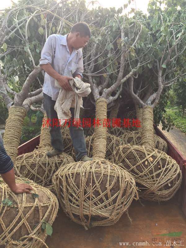 万绿园林樱花价格_樱花图片_樱花产地_樱花绿化苗木苗圃基地