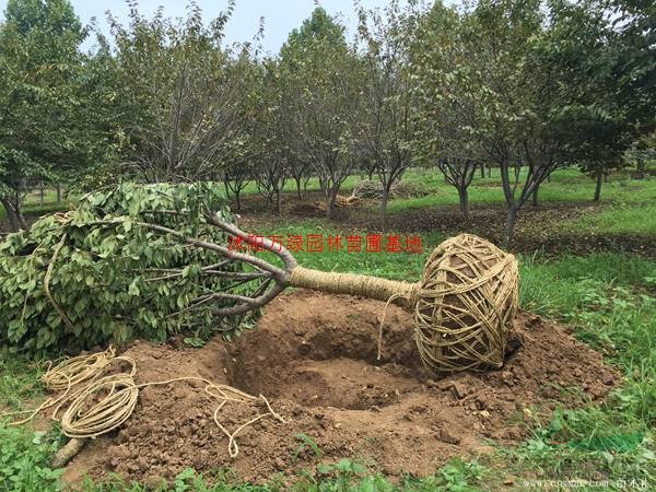 万绿园林樱花价格_樱花图片_樱花产地_樱花绿化苗木苗圃基地