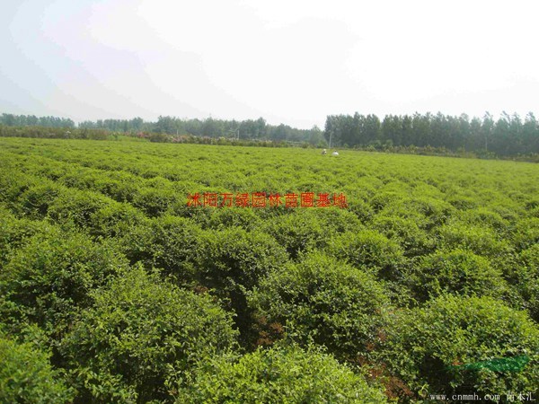 万小叶女贞球价格_小叶女贞球产地_小叶女贞球绿化苗木苗圃基地