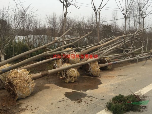 万绿园林黄山栾树价格_黄山栾树产地_黄山栾树绿化苗木苗圃基地