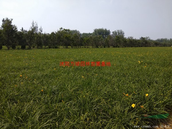 万绿园林大花萱草价格_大花萱草产地_大花萱草绿化苗木苗圃基地