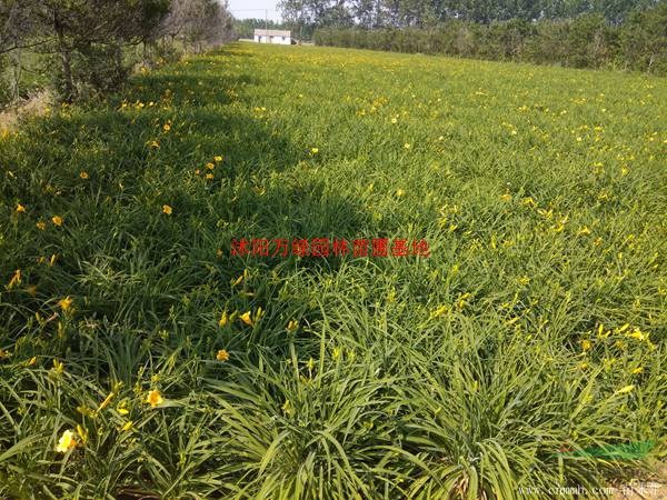 万绿园林大花萱草价格_大花萱草产地_大花萱草绿化苗木苗圃基地