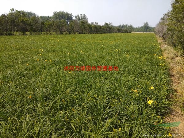 万绿园林大花萱草价格_大花萱草产地_大花萱草绿化苗木苗圃基地