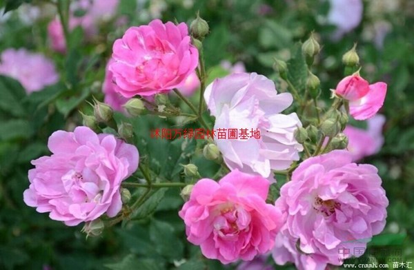 万绿园林红花蔷薇价格_红花蔷薇产地_红花蔷薇绿化苗木苗圃基地