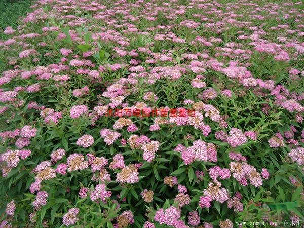 万红花绣线菊价格_红花绣线菊产地_红花绣线菊绿化苗木苗圃基地