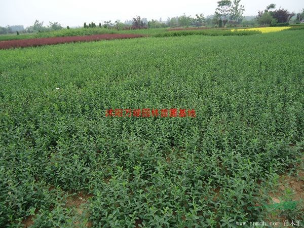 万小叶扶芳藤价格_小叶扶芳藤产地_小叶扶芳藤绿化苗木苗圃基地