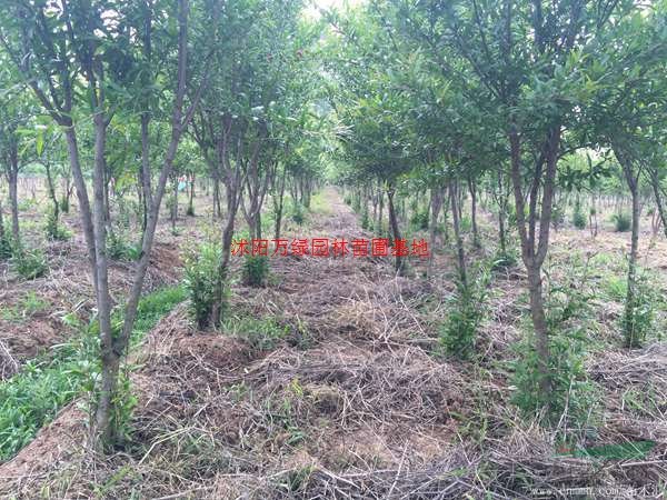 万花石榴价格_花石榴图片_花石榴产地_花石榴绿化苗木苗圃基地