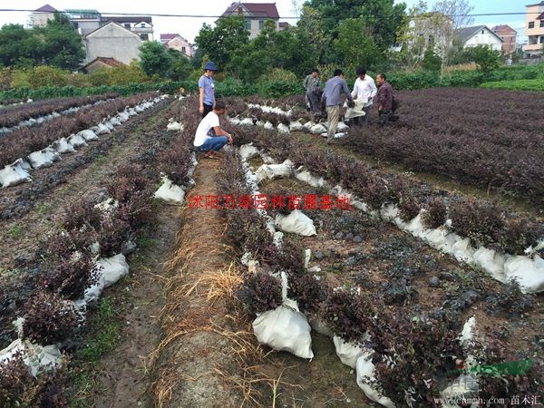 万绿园林红花继木价格_红花继木产地_红花继木绿化苗木苗圃基地