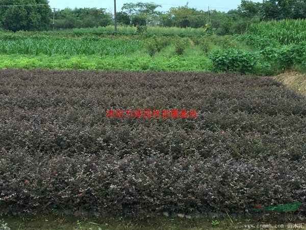 万绿园林红花继木价格_红花继木产地_红花继木绿化苗木苗圃基地