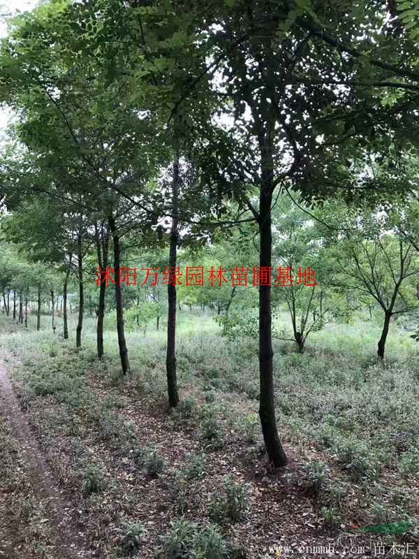 萬綠園林紅葉烏桕價格_紅葉烏桕產地_紅葉烏桕綠化苗木苗圃基地