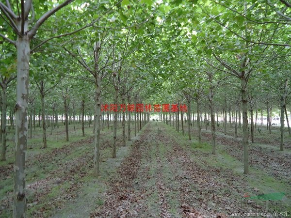 万绿园林速生法桐价格_速生法桐产地_速生法桐绿化苗木苗圃基地