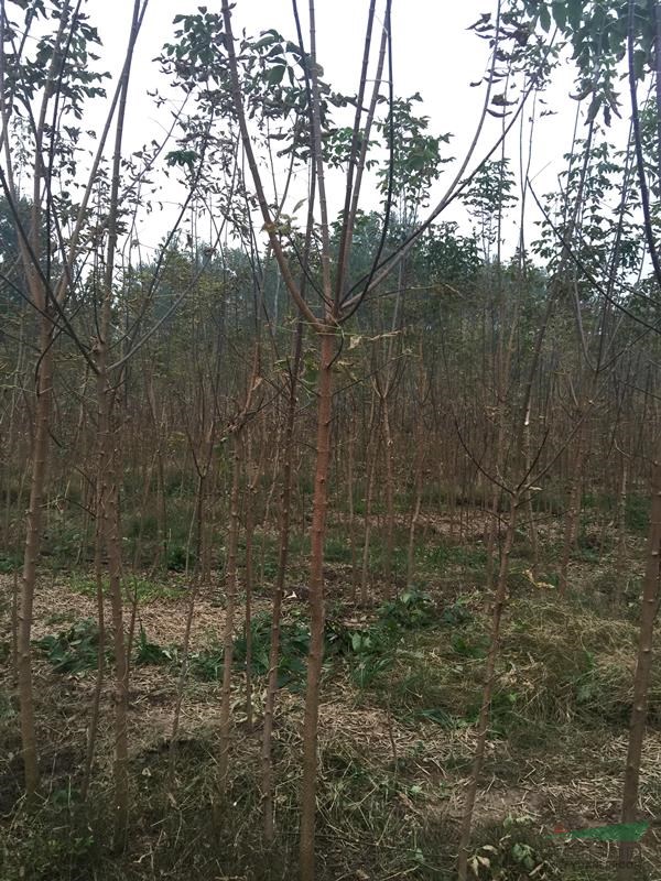 万复叶槭价格_复叶槭图片_复叶槭产地_复叶槭绿化苗木苗圃基地