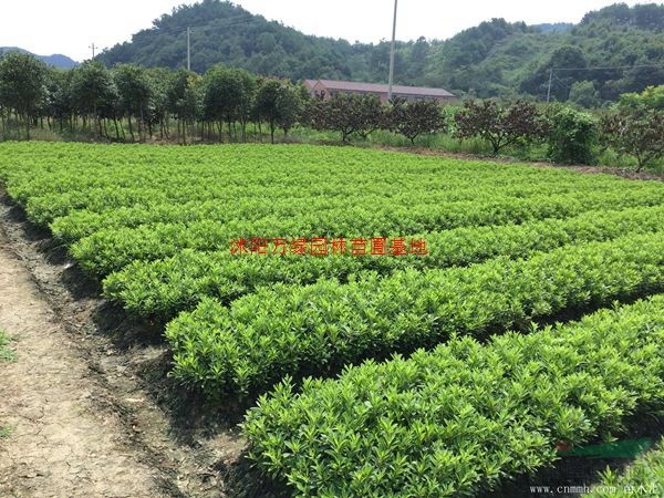 万绿园林紫鹃价格_紫鹃图片_紫鹃产地_紫鹃绿化苗木苗圃基地