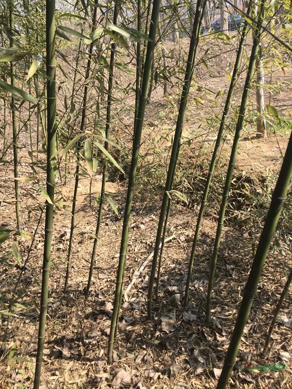 萬綠園林竹子價格_竹子圖片_竹子產地_竹子基地