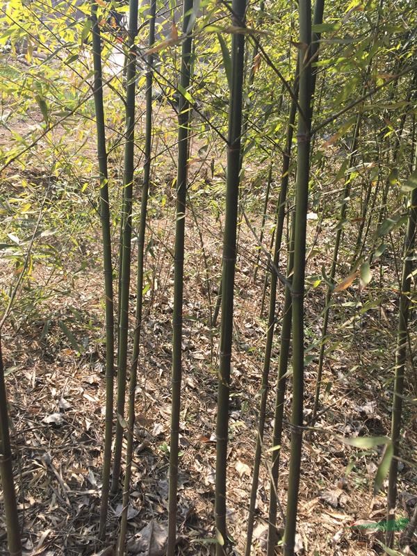 萬綠園林竹子價格_竹子圖片_竹子產地_竹子基地