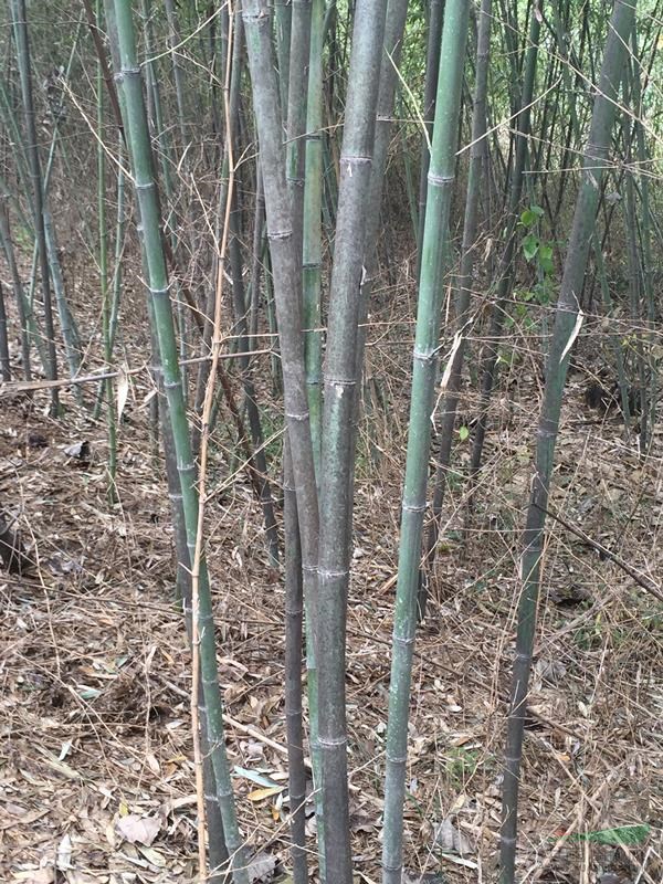 萬綠園林竹子價格_竹子圖片_竹子產地_竹子基地
