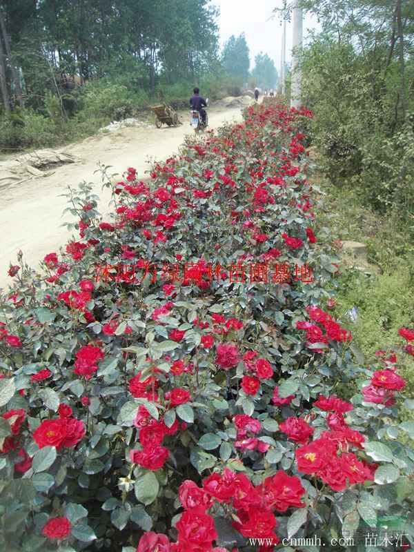 万月季花价格_月季花图片_月季花产地_月季花绿化苗木苗圃基地