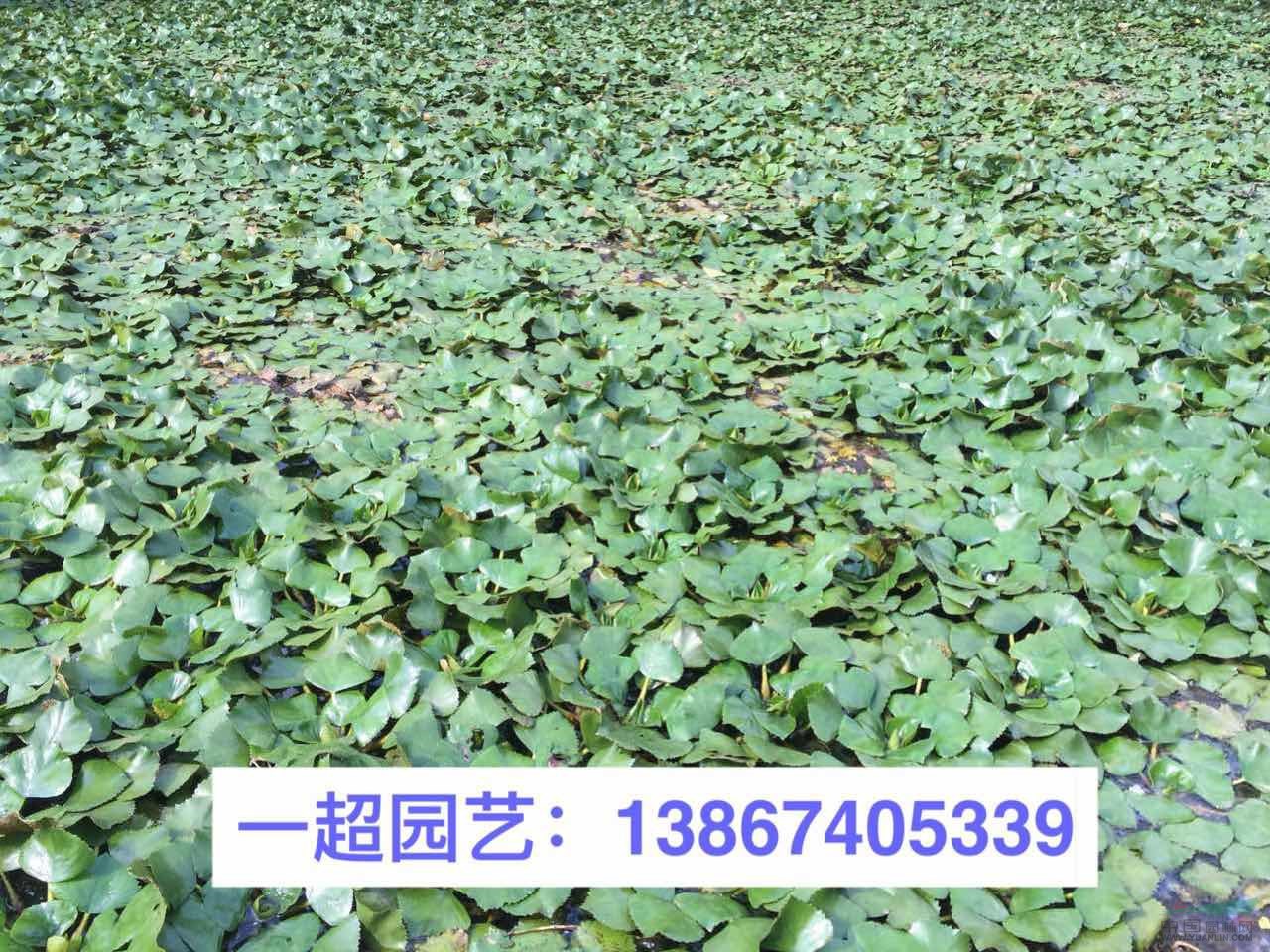 菱，菱角，紅菱，黑菱等品種規格齊全