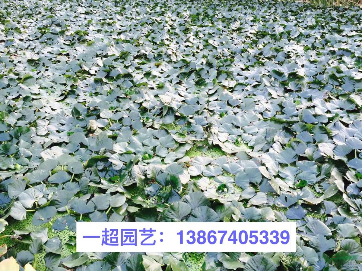 菱，菱角，紅菱，黑菱等品種規格齊全