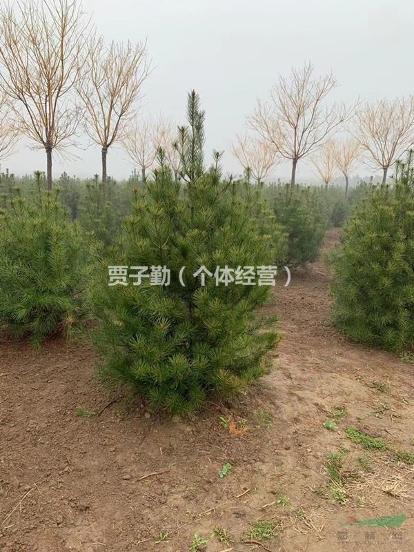 白皮松1.5米  2米白皮松 鄢陵货源 