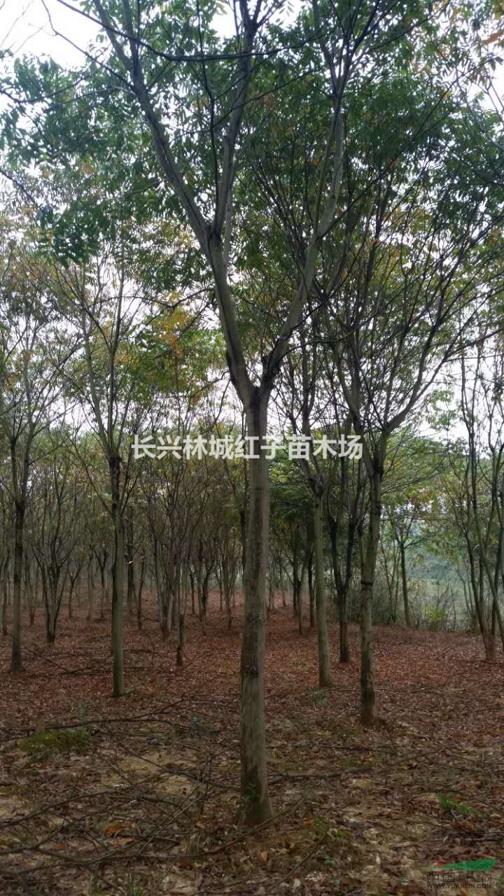 浙江泗安供应大量精品无患子，无患子，无患子