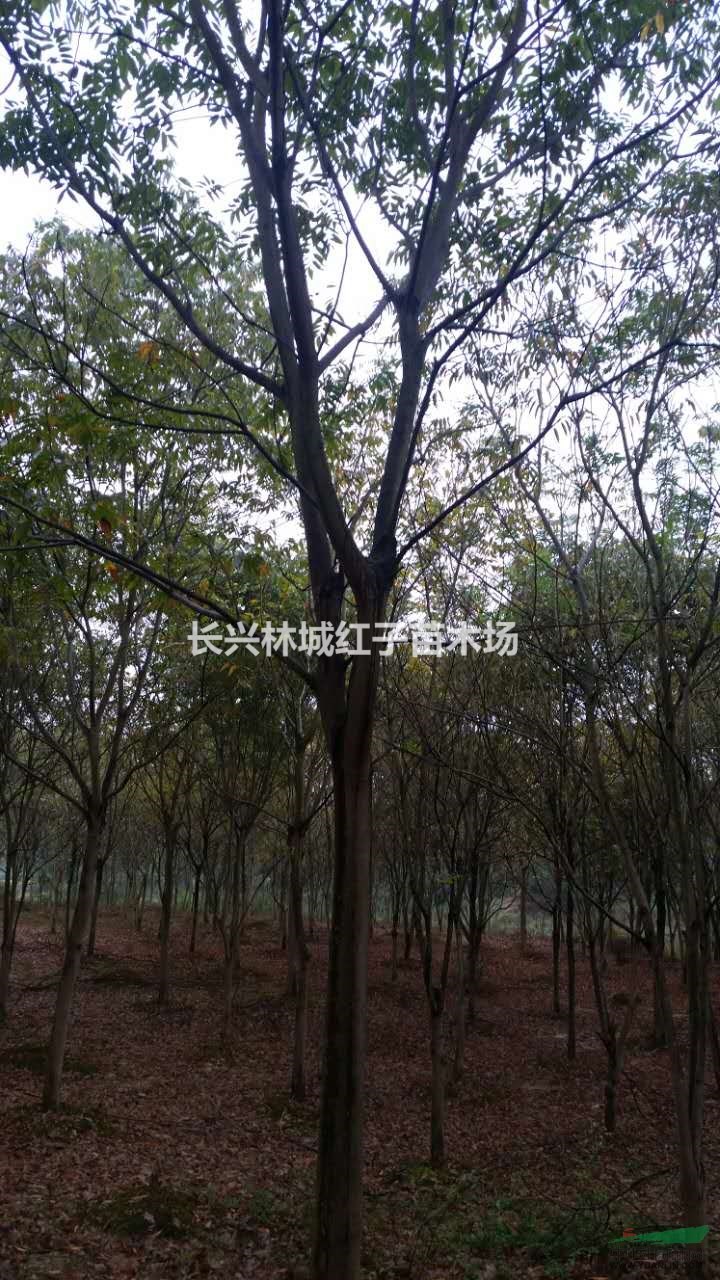 浙江泗安供应大量精品无患子，无患子，无患子