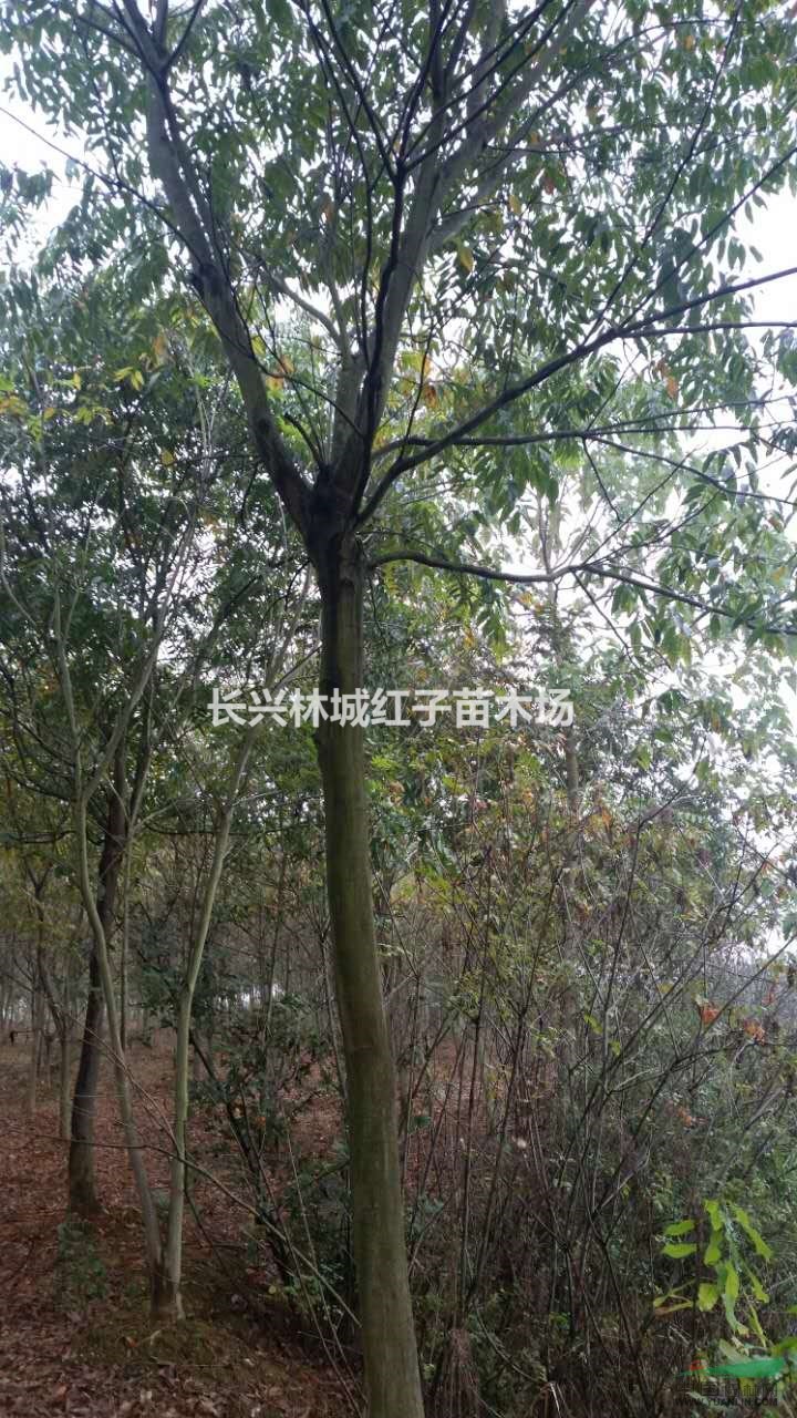 浙江泗安供应大量精品无患子，无患子，无患子