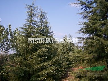 2016南京雪松價(jià)格 南京干徑雪松價(jià)格 南京雪松地方價(jià)