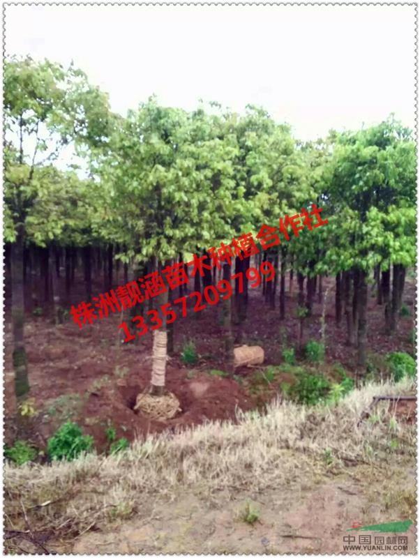 基地直供湖南香樟樹(shù)、精品香樟樹(shù)、叢生香樟樹(shù)、多桿香樟樹(shù)價(jià)格