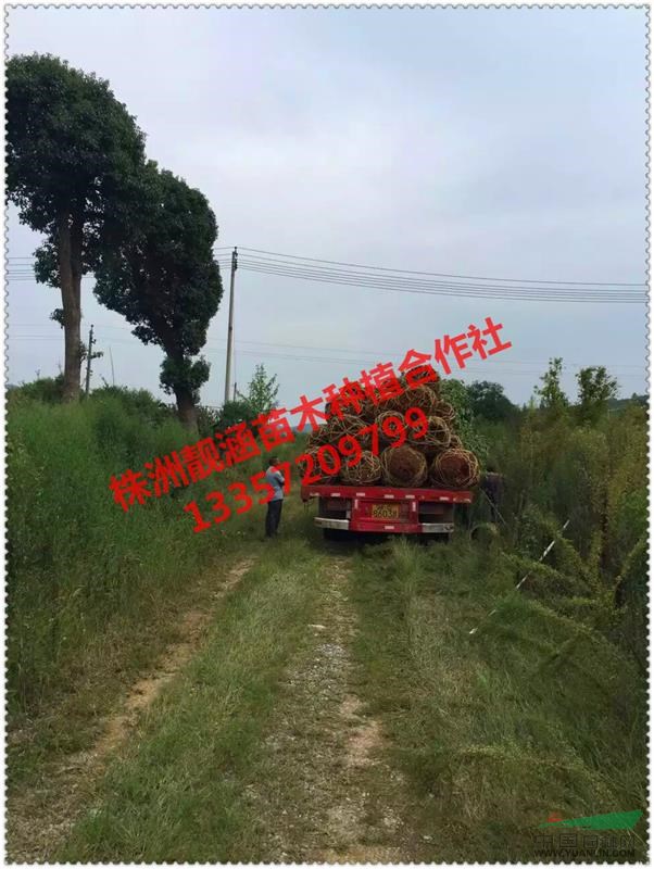 基地直供湖南再生香樟，多桿香樟，香樟小苗，叢生香樟價(jià)格