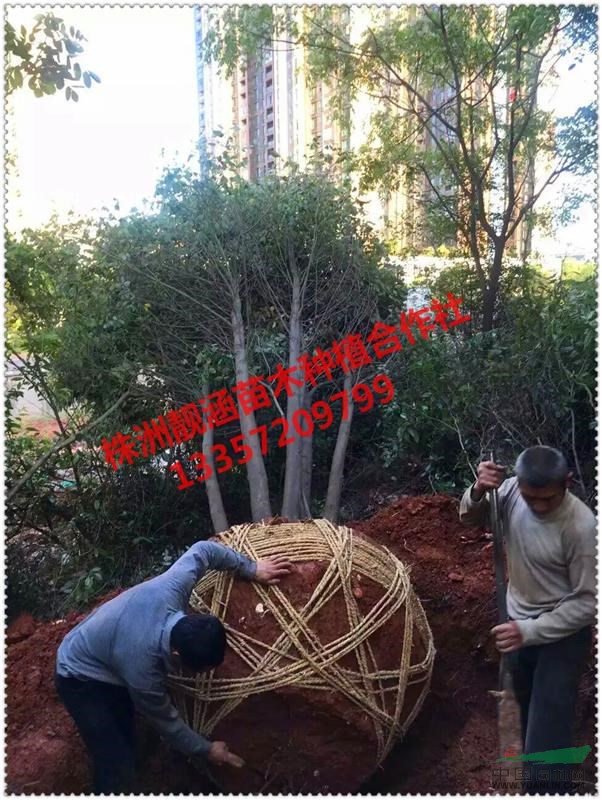 基地直供湖南再生香樟，多桿香樟，香樟小苗，叢生香樟價(jià)格