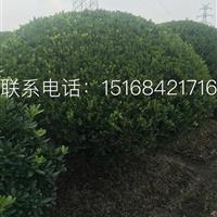 大量供應(yīng)精品瓜子黃楊球P1米-5米